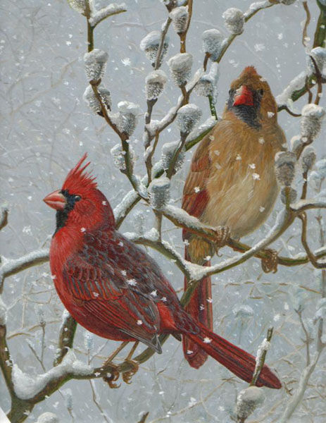 Northern Cardinal