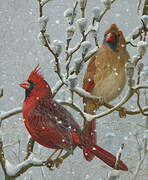 Northern Cardinal