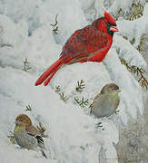 Northern Cardinal