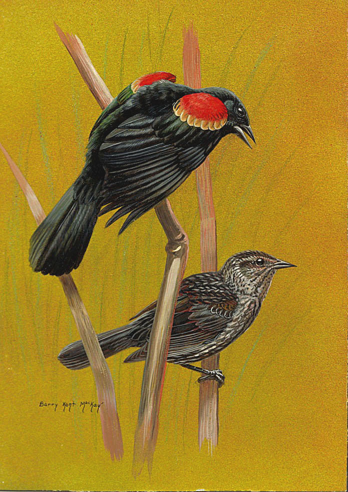 Red-winged Blackbird