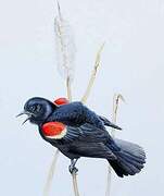 Red-winged Blackbird