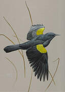 Yellow-shouldered Blackbird