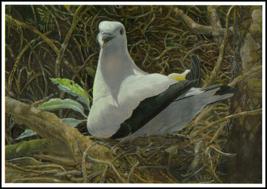 Pied Imperial Pigeon