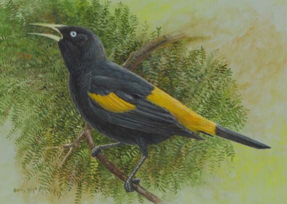 Yellow-rumped Cacique