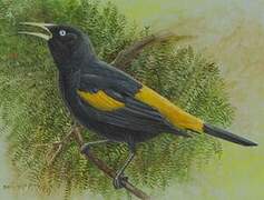 Yellow-rumped Cacique