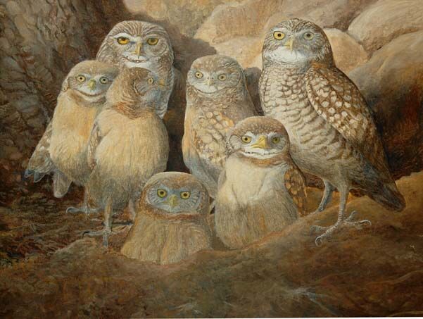 Burrowing Owl