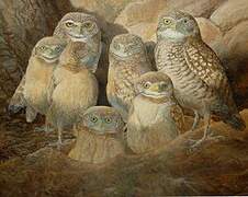 Burrowing Owl