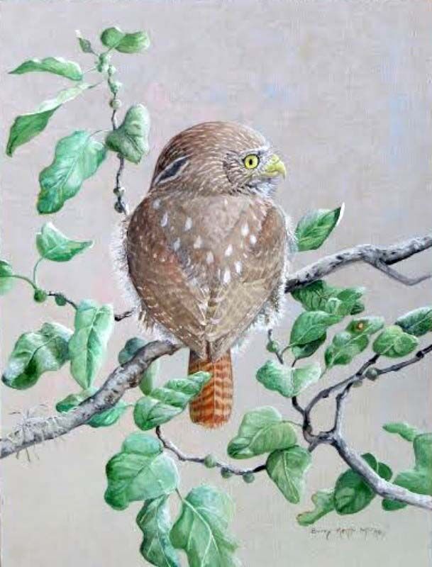 Ferruginous Pygmy Owl