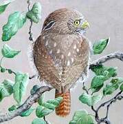 Ferruginous Pygmy Owl