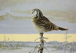 Northern Hawk-Owl