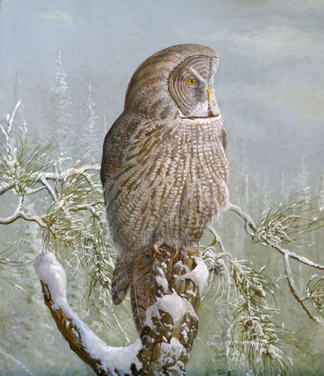 Great Grey Owl