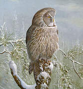 Great Grey Owl