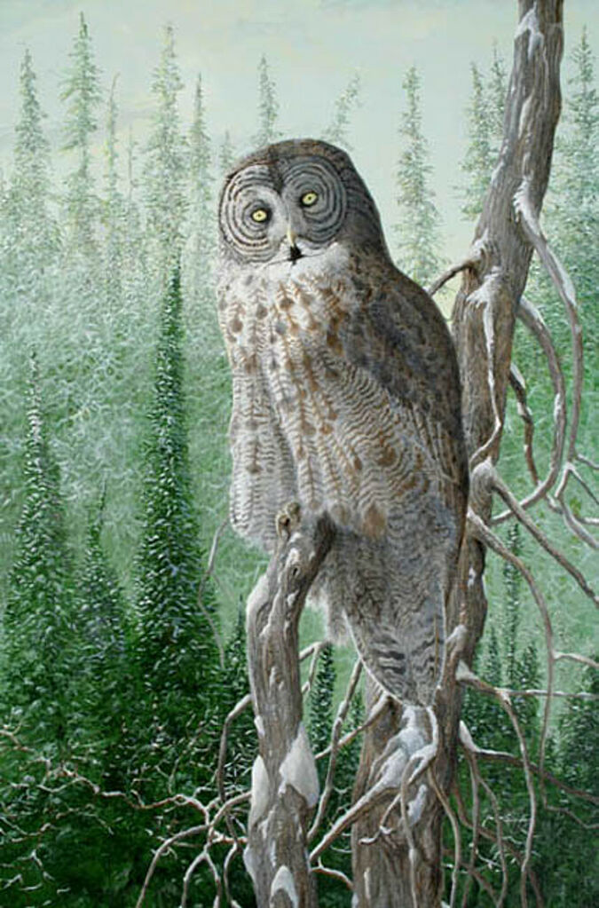 Great Grey Owl