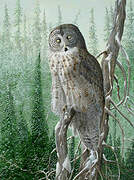 Great Grey Owl