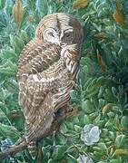 Barred Owl