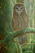 Spotted Owl