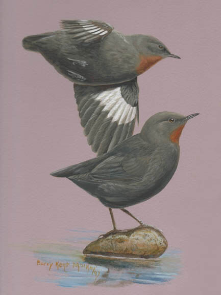 Rufous-throated Dipper