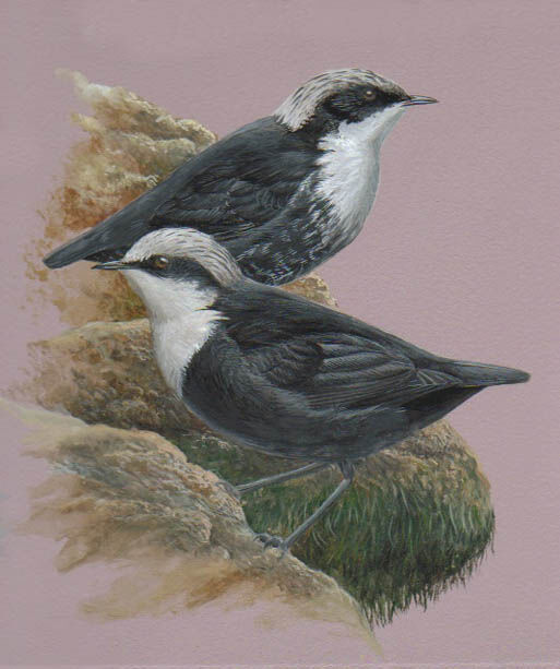 White-capped Dipper