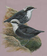 White-capped Dipper