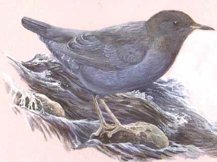 American Dipper