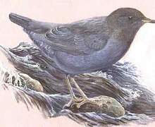 American Dipper