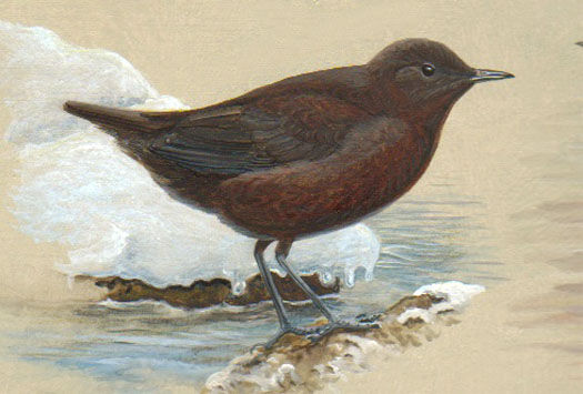 Brown Dipper