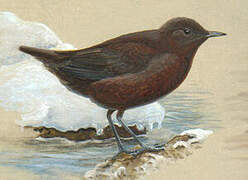 Brown Dipper