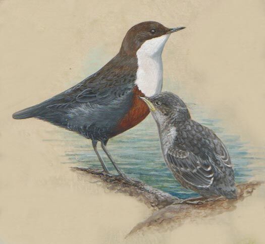 White-throated Dipper