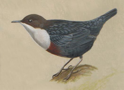 White-throated Dipper