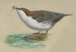 White-throated Dipper