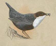 White-throated Dipper