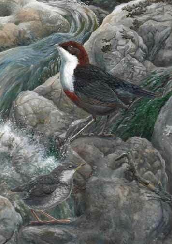 White-throated Dipper