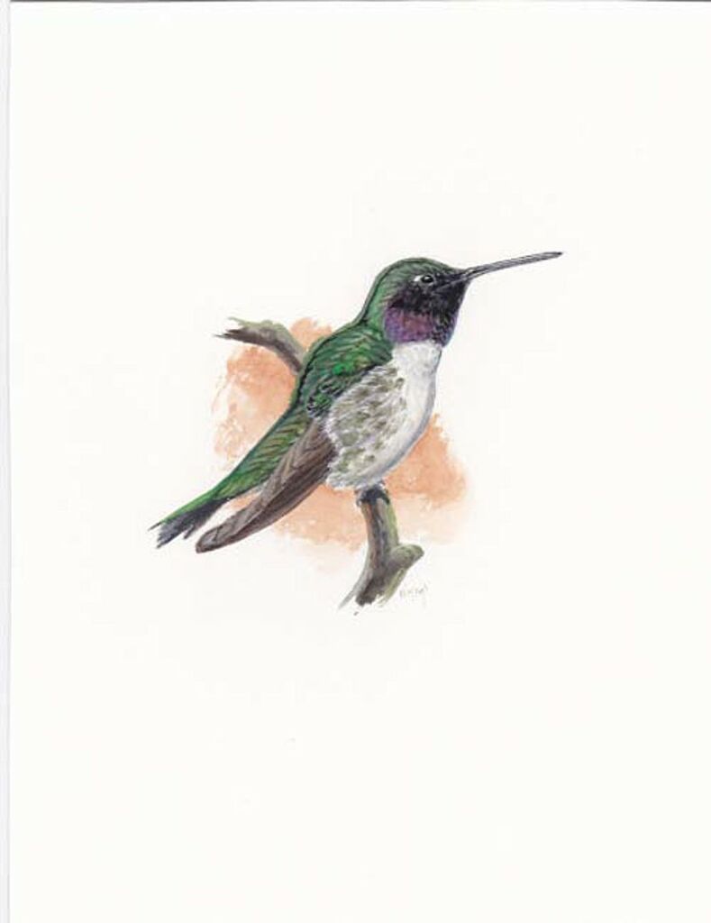 Black-chinned Hummingbird