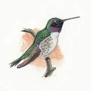 Black-chinned Hummingbird