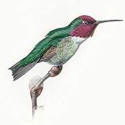 Anna's Hummingbird