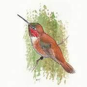 Rufous Hummingbird