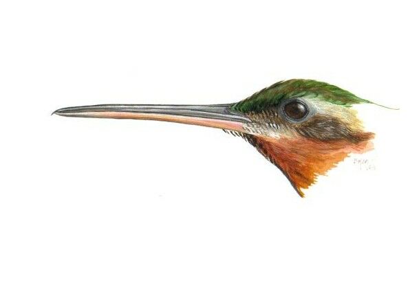 Saw-billed Hermit