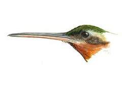 Saw-billed Hermit