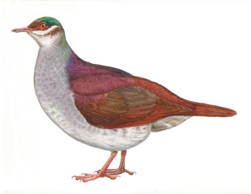 Key West Quail-Dove