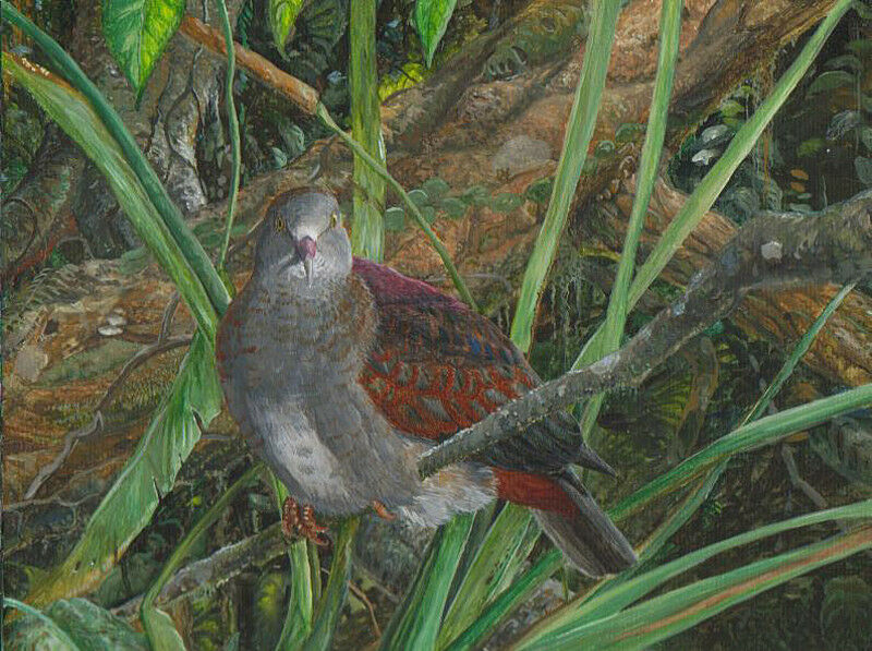 Grey-fronted Quail-Dove