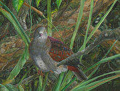 Grey-fronted Quail-Dove