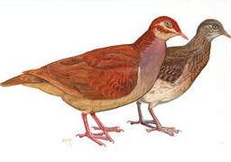 Ruddy Quail-Dove