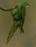 Hispaniolan Parakeet