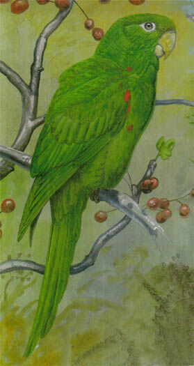 Hispaniolan Parakeet