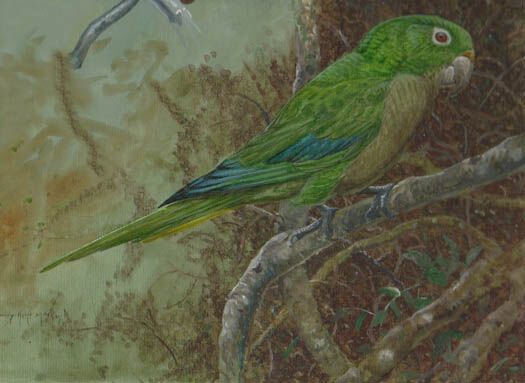 Olive-throated Parakeet