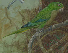 Olive-throated Parakeet