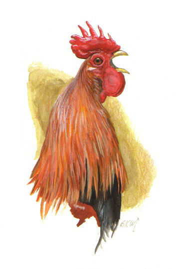 Red Junglefowl