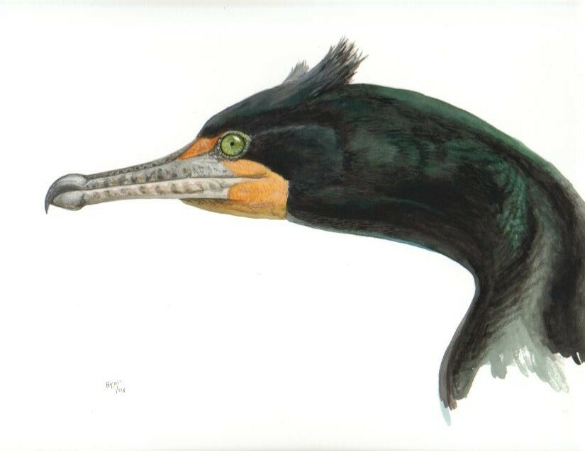 Cormoran à aigrettes