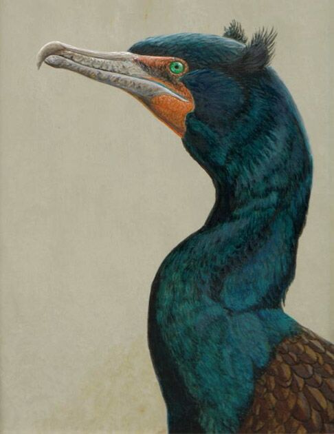 Cormoran à aigrettes