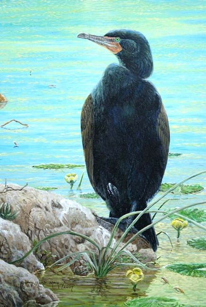 Cormoran à aigrettes